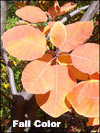 American Smoketree